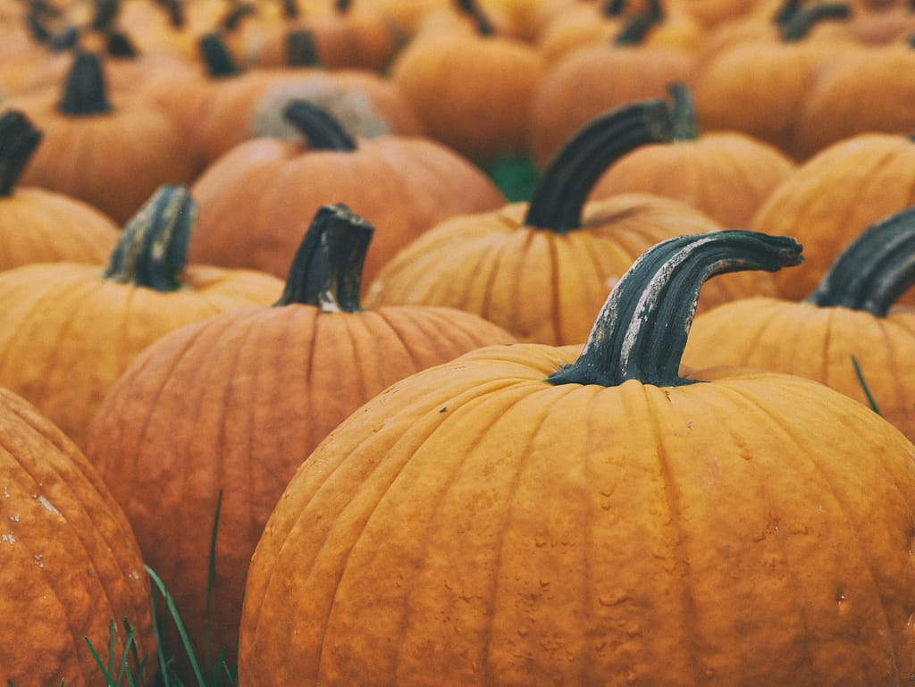 Use the Pumpkin Plan for Your Small Business